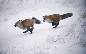 Preview wallpaper speed, trees, snow, winter, foxes, slope
