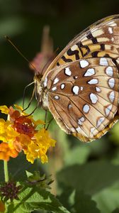 Preview wallpaper speyeria aphrodite, butterfly, flower, macro