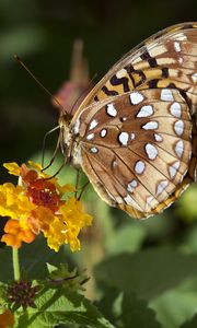 Preview wallpaper speyeria aphrodite, butterfly, flower, macro