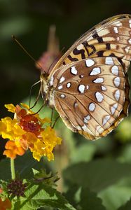 Preview wallpaper speyeria aphrodite, butterfly, flower, macro