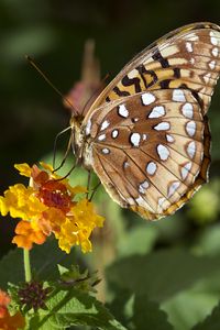 Preview wallpaper speyeria aphrodite, butterfly, flower, macro