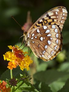 Preview wallpaper speyeria aphrodite, butterfly, flower, macro