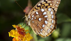 Preview wallpaper speyeria aphrodite, butterfly, flower, macro