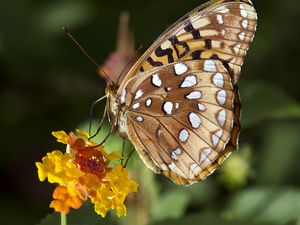 Preview wallpaper speyeria aphrodite, butterfly, flower, macro