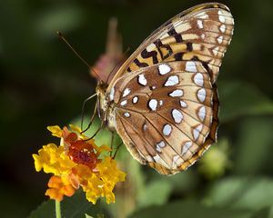 Preview wallpaper speyeria aphrodite, butterfly, flower, macro