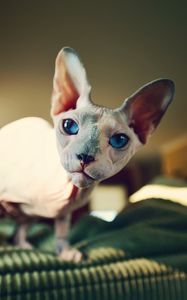 Preview wallpaper sphynx, cat, bald, look