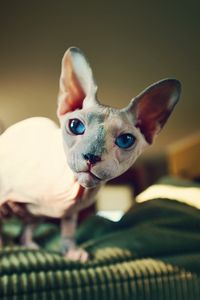 Preview wallpaper sphynx, cat, bald, look