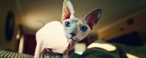 Preview wallpaper sphynx, cat, bald, look