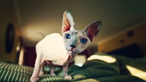 Preview wallpaper sphynx, cat, bald, look