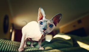 Preview wallpaper sphynx, cat, bald, look