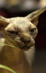 Preview wallpaper sphynx cat, cat, bald