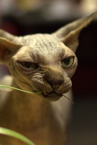 Preview wallpaper sphynx cat, cat, bald