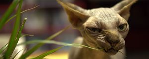 Preview wallpaper sphynx cat, cat, bald