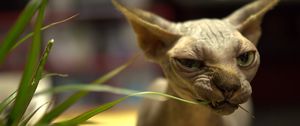 Preview wallpaper sphynx cat, cat, bald