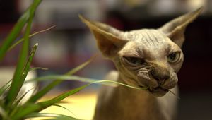 Preview wallpaper sphynx cat, cat, bald