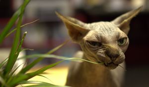 Preview wallpaper sphynx cat, cat, bald