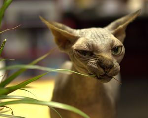 Preview wallpaper sphynx cat, cat, bald