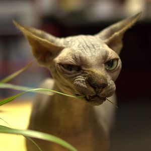 Preview wallpaper sphynx cat, cat, bald