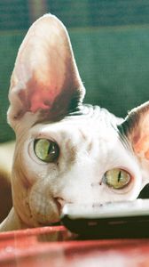 Preview wallpaper sphynx cat, control, face