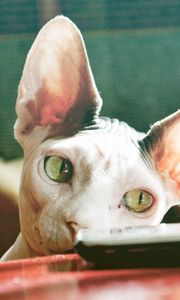 Preview wallpaper sphynx cat, control, face