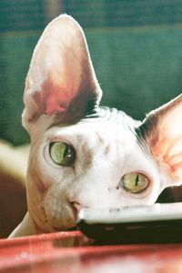 Preview wallpaper sphynx cat, control, face