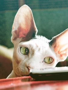 Preview wallpaper sphynx cat, control, face