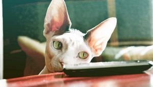 Preview wallpaper sphynx cat, control, face