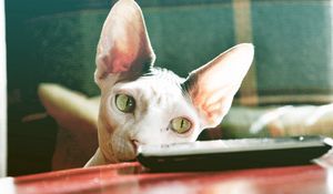 Preview wallpaper sphynx cat, control, face