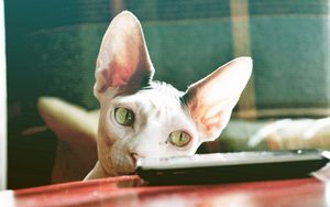 Preview wallpaper sphynx cat, control, face