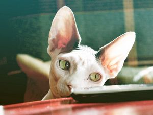 Preview wallpaper sphynx cat, control, face