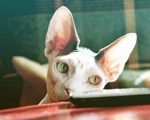 Preview wallpaper sphynx cat, control, face