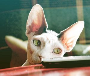 Preview wallpaper sphynx cat, control, face