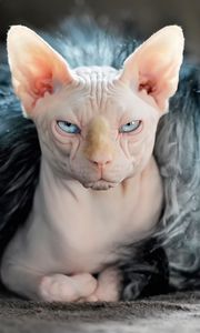 Preview wallpaper sphynx, cat, fur