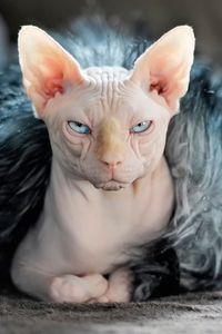 Preview wallpaper sphynx, cat, fur