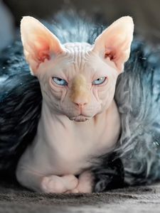 Preview wallpaper sphynx, cat, fur