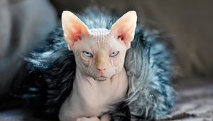 Preview wallpaper sphynx, cat, fur