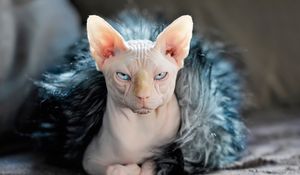 Preview wallpaper sphynx, cat, fur