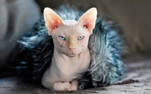 Preview wallpaper sphynx, cat, fur