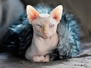 Preview wallpaper sphynx, cat, fur