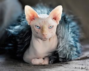 Preview wallpaper sphynx, cat, fur