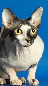 Preview wallpaper sphynx, cat, spotted