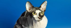 Preview wallpaper sphynx, cat, spotted