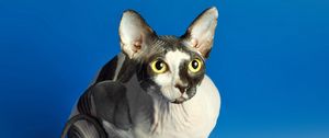 Preview wallpaper sphynx, cat, spotted