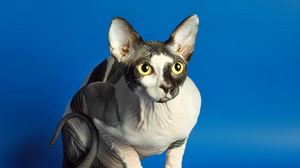 Preview wallpaper sphynx, cat, spotted