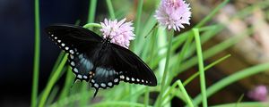 Preview wallpaper spicebush swallowtail, butterfly, flower, macro