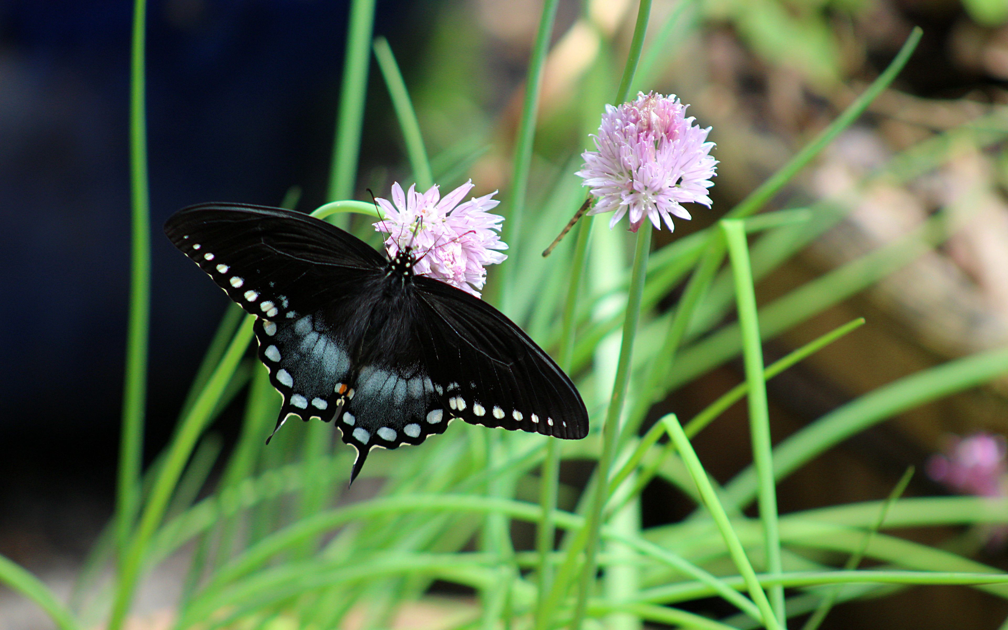 swallowtail.butterfly download japanese movie