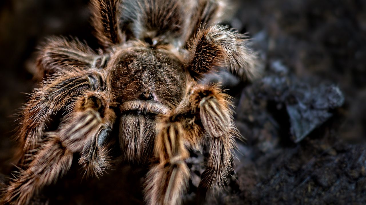 Wallpaper spider, arachnid, paws, hair