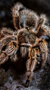 Preview wallpaper spider, arachnid, paws, hair