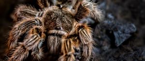 Preview wallpaper spider, arachnid, paws, hair