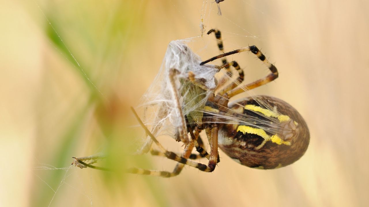 Wallpaper spider, argiope bruennichi, wasp spider, web